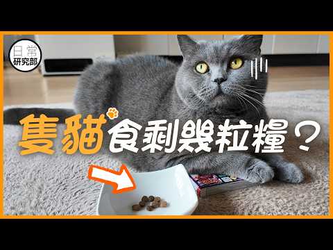 到底隻貓諗緊乜？食剩幾啖但催你加糧？#日常研究部