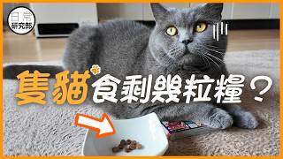 到底隻貓諗緊乜?食剩幾啖但催你加糧?#日常研究部