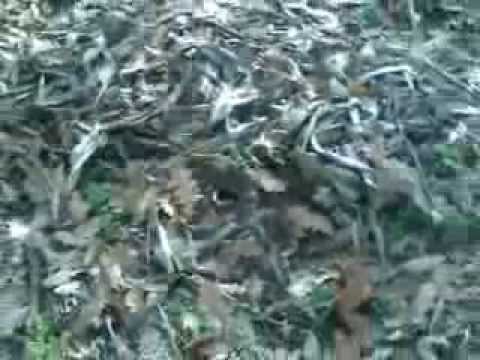 PADURE TAIATA IN COM MURGASI SAT GAIA