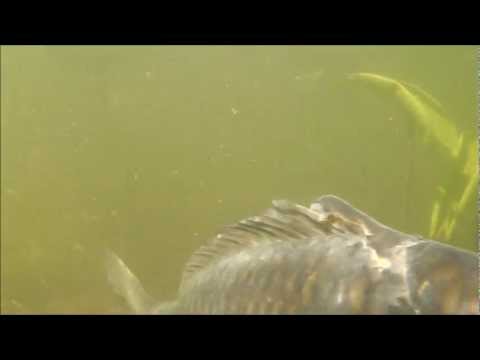 Mockerkin spawning carp