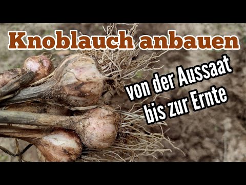 , title : 'Knoblauch anbauen: Von der Aussaat bis zur Ernte Pflege Knoblauch pflanzen'