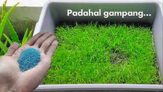 Download lagu Menanam Rumput Bermuda Dari Benih mp3