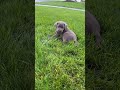 Labrador Retriever dogs for sale: Mindy  - Video 1
