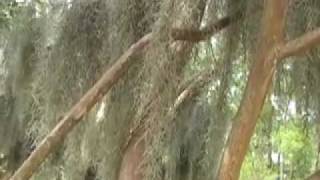 Spanish Moss in Flower on the UL Lafayette Campus