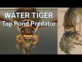 The Great Diving Beetle - Water Tiger - Pond Life Fact file