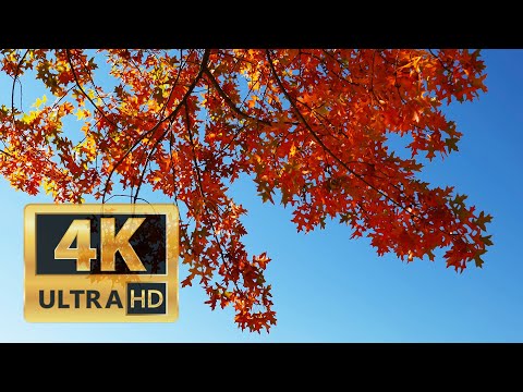 Autumn Breeze in Leavenworth 20231027 4K UHD