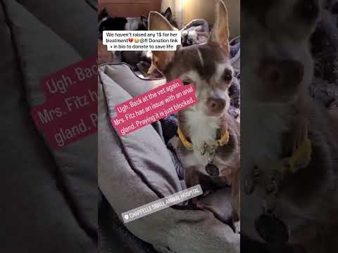 Can you help our rescue dogs⁉️🥺Link in our bio🫶 #amazon #rescuedog #chihuahua #shelter #florida