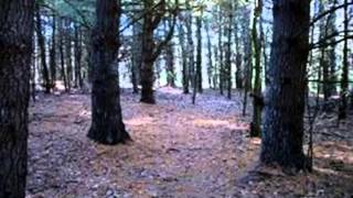 A Walk In The Black Forest