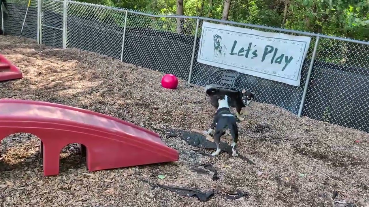 Enlarge Leo, a Adoptable mixed breed in Sudbury, MA video 6/6
