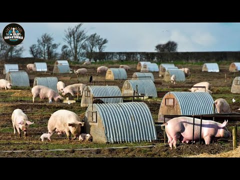 Granja Al Aire Libre: Nuevo Modelo Para Cerdos Más Sanos Y Carne Más Sabrosa - Planta Procesadora