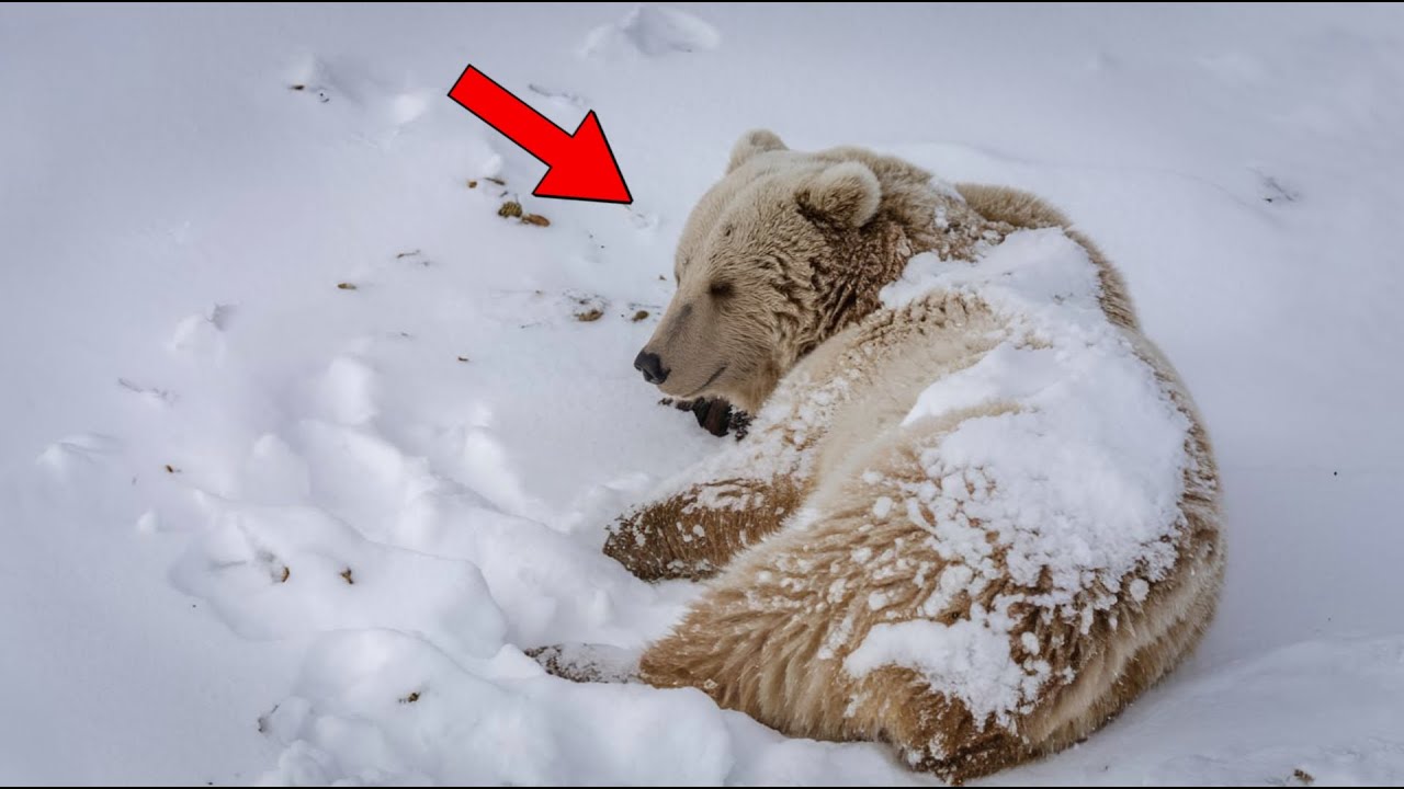 A Man Saw a Bear in the Snow–What He Discovered Changed Everything!
