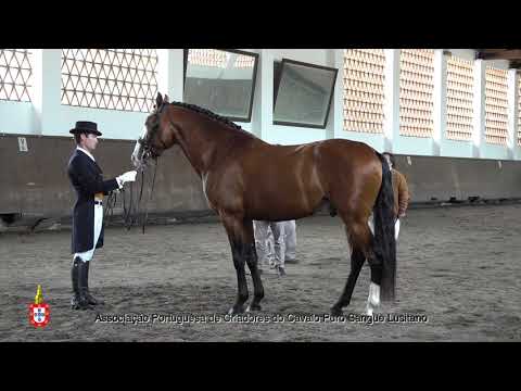 210424 11 Limão - Aprovação de Garanhões