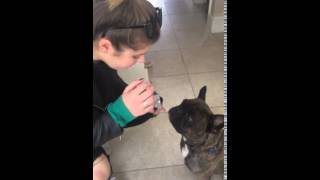 Charlotte S and Banjo The French Dog Share The Best Dog Treat In The World