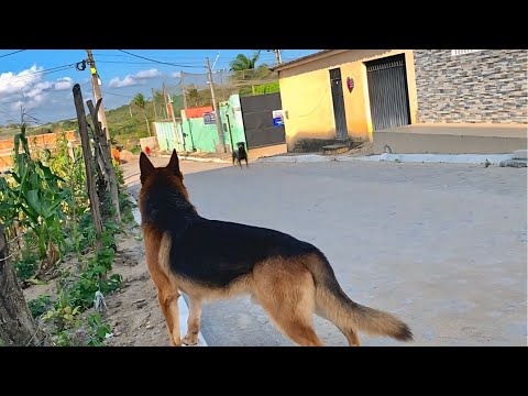 Want a Black Coat German Shepherd? Watch this video 😮