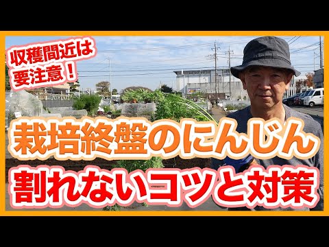 ニンジンに穴が開いたら: ニンジンハエと戦う 庭の練習