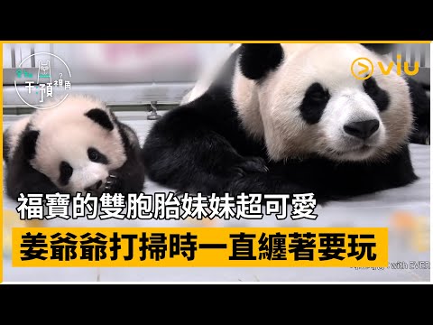 《全知干預視角》第280集│福寶的雙胞胎妹妹超可愛 姜爺爺打掃時一直纏著要玩│Viu韓綜線上看