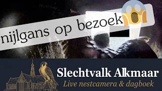 Nijlgans op bezoek