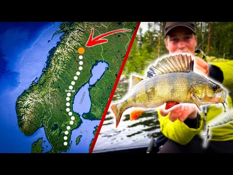 PERCH FISHING In Northern Of Sweden (Crazy Surface Strikes) | Team Galant