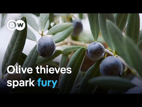 Criminal Gangs Exploiting the Olive Oil Crisis in Spain