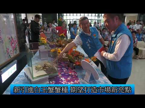 1131004 苗栗縣優質大閘蟹上市 安心.美味掛保證(影音新聞)