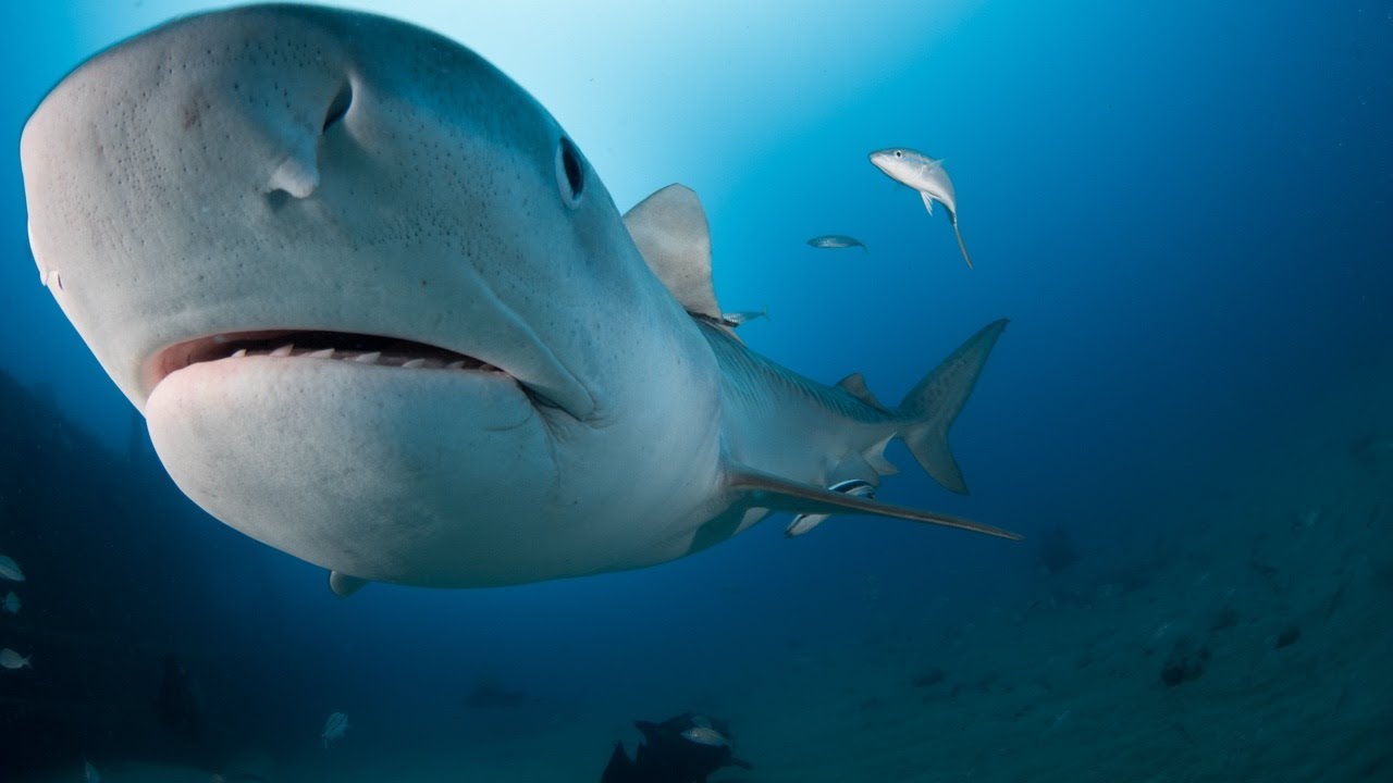 Developer Analysis Paralysis