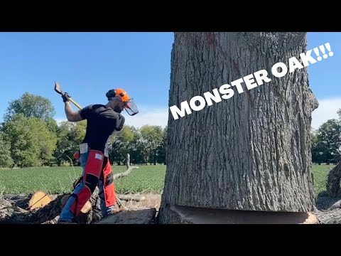 Cutting down a MONSTER Oak tree with a Stihl 661 Magnum right out of the box!!!