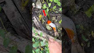 Download lagu rescuing a large koi fish that had become trapped and returning it to its original habitat #fish mp3