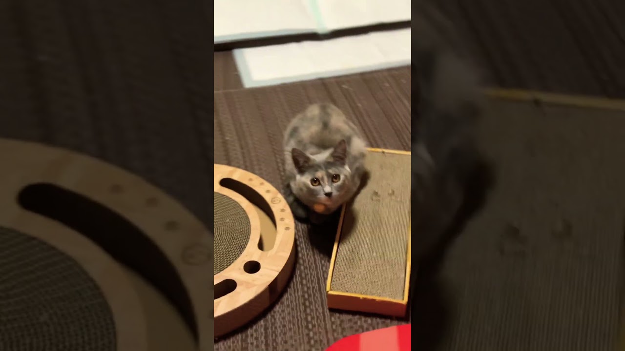 生まれて初めて猫パンチを覚えた猫の最後が...🐈#猫