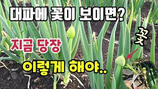 대파에 꽃이 보이면 여기를 바로 잘라주세요 대파 두번 수확할 수 있습니다 #대파농사 #대파키우기