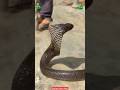 Nagin Nagin Ringtone Nagin Lyrics Gana Snake Shorts Short Viral Tranding Shortvideo Video