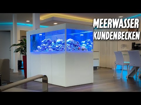 1000 Liter SEAWATER AQUARIUM - Customer visit after our relaunch - PlanktonPlus Aquaristik