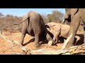 Three young and playful orphaned elephants tussle and tumble with a sand dune!