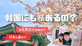 日本は花より団子！韓国は花より〇〇？？！【日韓夫婦のリアルVlog】