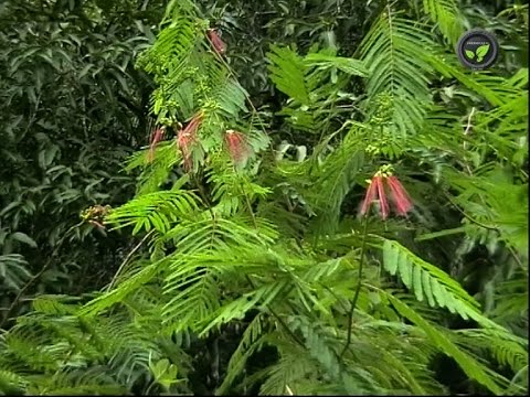 download lagu mp3 mp4 Calliandra Grandiflora, download lagu Calliandra Grandiflora gratis, unduh video klip Calliandra Grandiflora