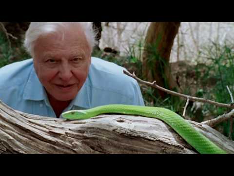 David Attenborough: Gezegenimizde Bir Yaşam | Resmi Tanıtım Filmi