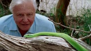 David Attenborough: A Life On Our Planet | Official Trailer