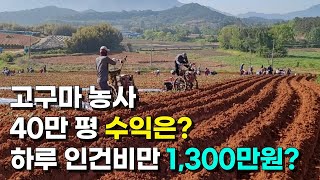 퇴사하고 귀농 5년만에 일년에 40억씩 고구마 키워 파는 40대