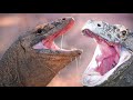 WHEN KOMODO DRAGON OPENS ITS MOUTH WIDE AMAZING MOMENTS
