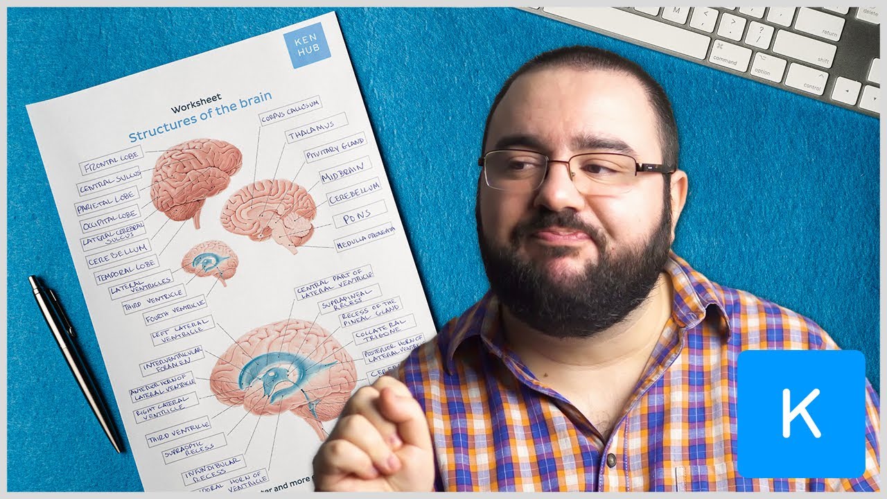 Learn the parts of the brain without losing your mind - labeling exercises and quizzes | Kenhub