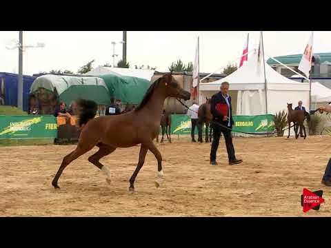 N.77 MARIOLINA CASTOLDA - Bergamo 2018 - Futurity Fillies (Class 12)