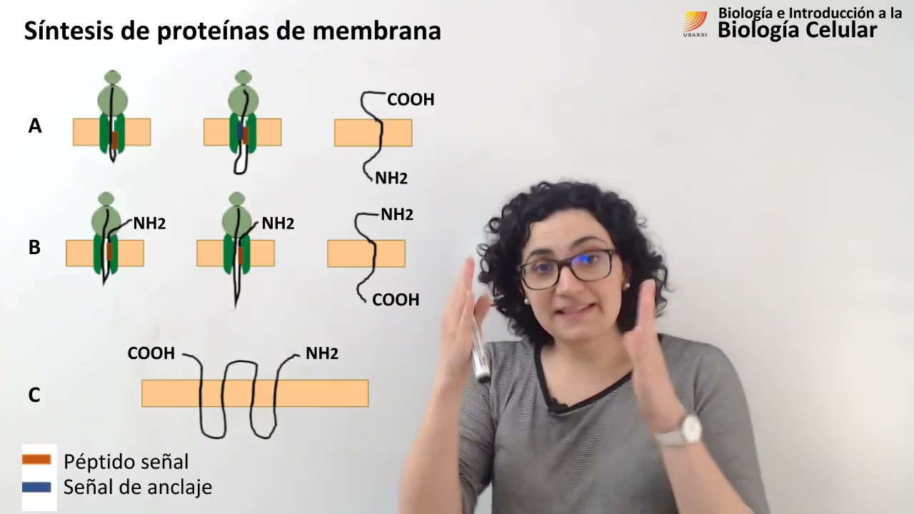 26. Biología celular. Retículo endoplásmico