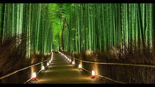 Cuento: El Bambú Japones