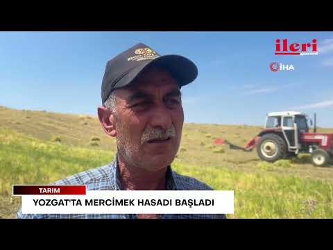 Yozgat'ta mercimek hasadı başladı | İleri Gazetesi