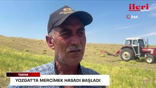 Yozgat'ta mercimek hasadı başladı | İleri Gazetesi
