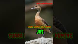 Download lagu suara burung belibis mp3