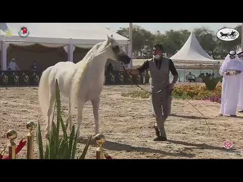 N 466 S S  ASEEL   Al Dhafrah Arabian Horse Championship 2021   Stallions 7+ Years Old Class 10A