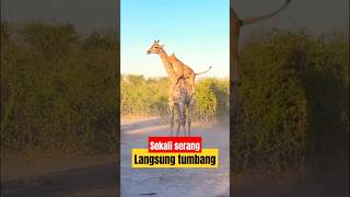 Download lagu Singa sekali nyerang, Jerapah langsung tumbang. #shorts #wildanimals mp3