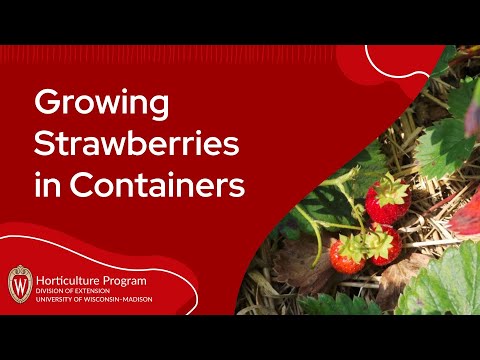 ▶︎ Watch: Growing Strawberries in Containers – Wisconsin Horticulture