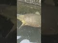 I Found A Giant Golden Turtle Shorts Nature Viral
