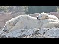 Detroit Zoo Animal Welfare Tale Bärle The Polar Bear